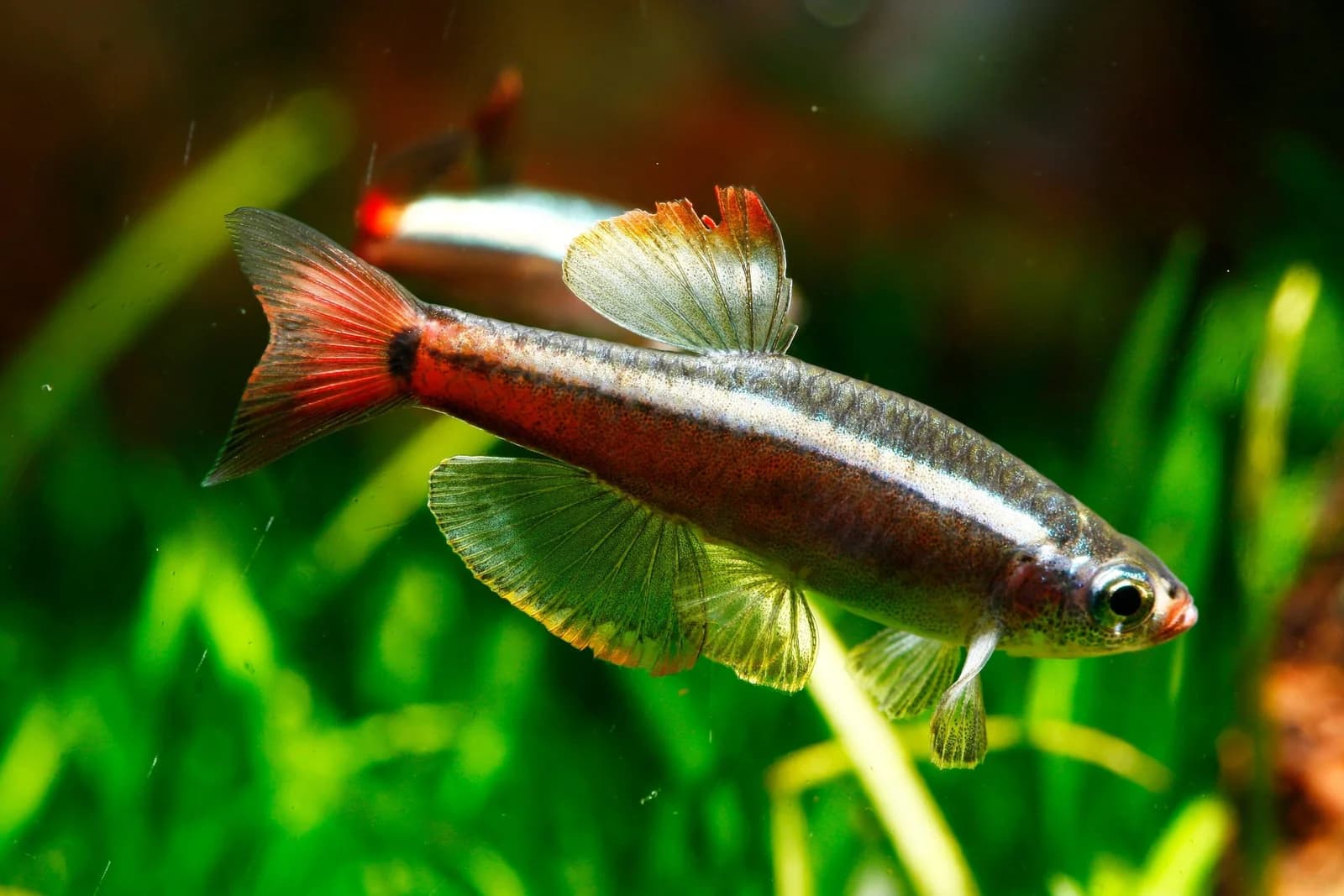 White Cloud Mountain Minnow in a freshwater aquarium