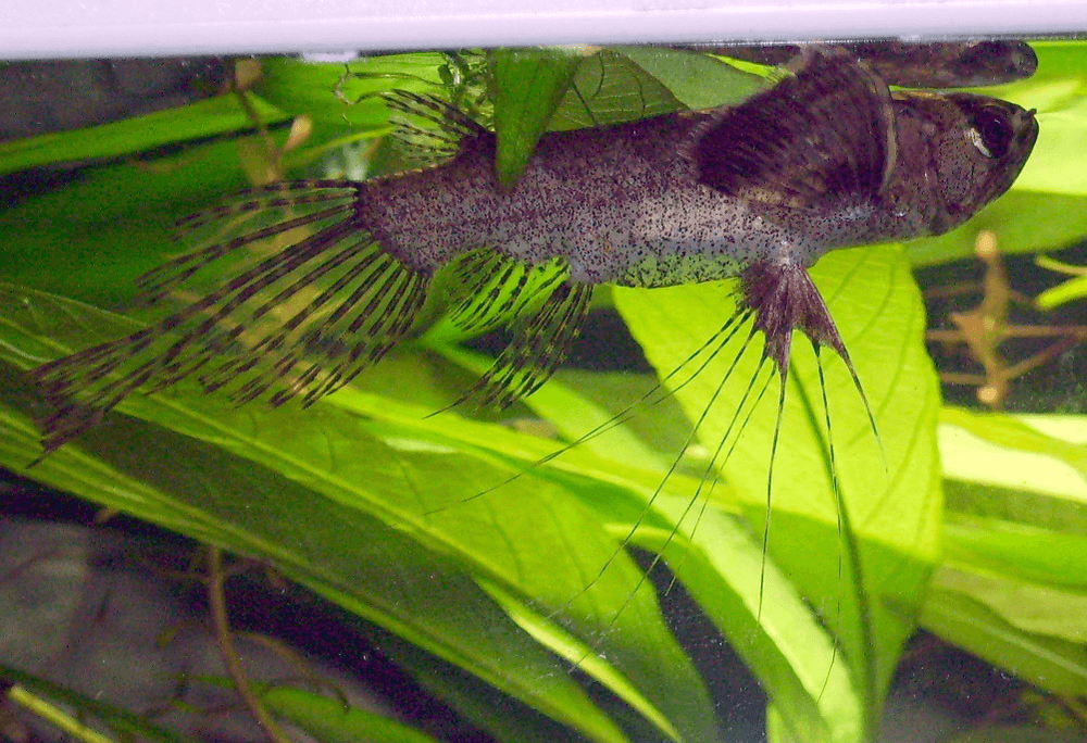 African Butterfly Fish aquarium fish