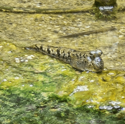 African Mudskipper aquarium fish