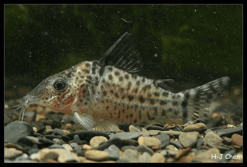 Agassizii Cory Catfish aquarium fish