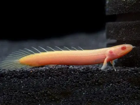 Albino Bichir aquarium fish