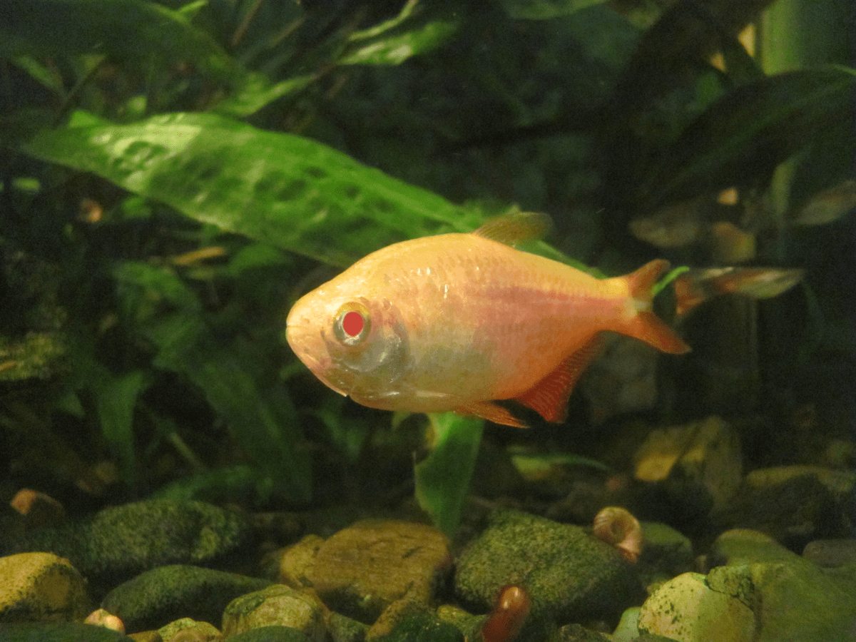 Albino Buenos Aires Tetra aquarium fish