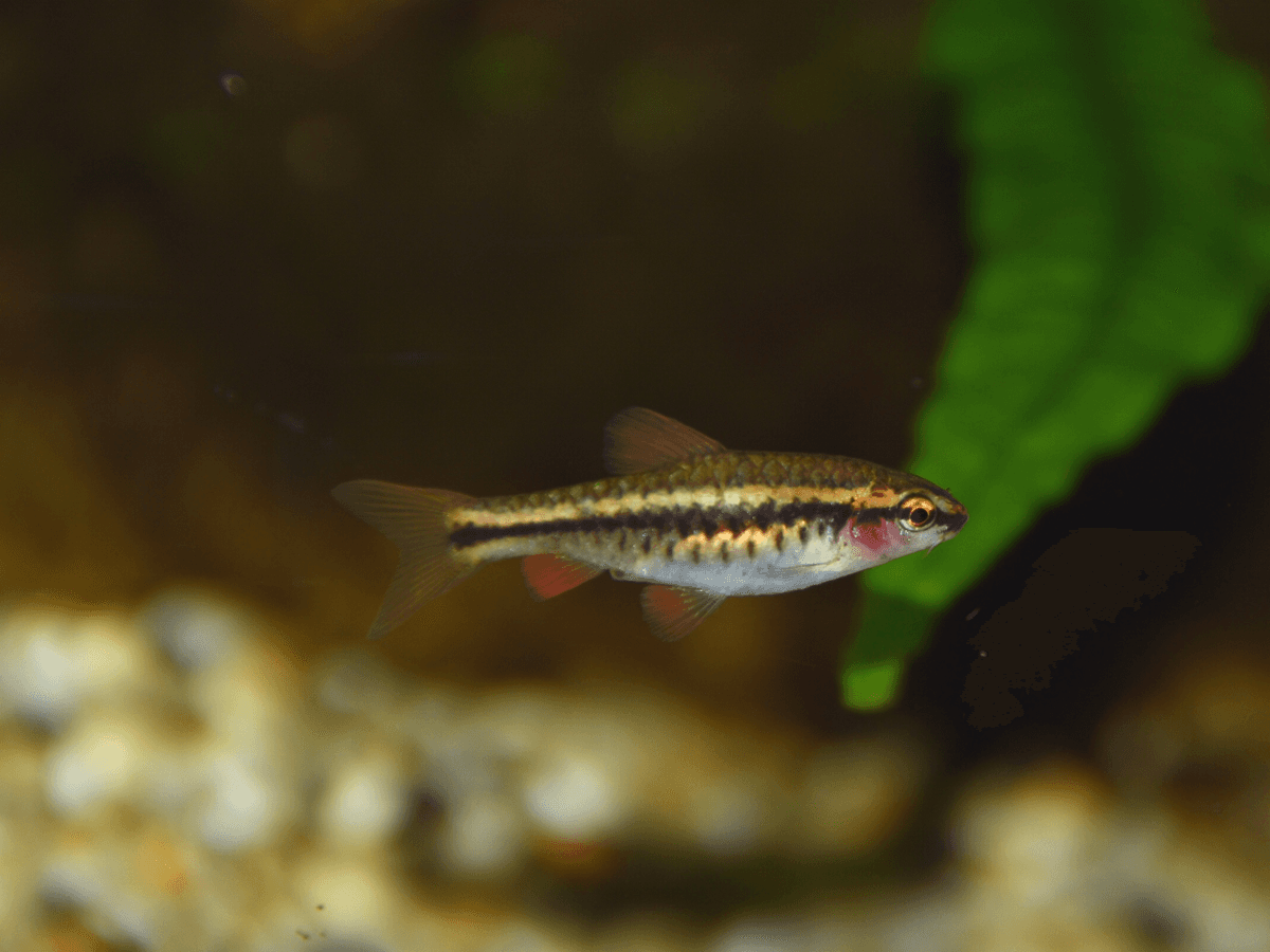 Albino Cherry Barb aquarium fish