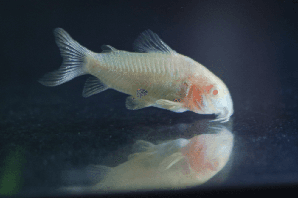 Albino Cory Catfish aquarium fish