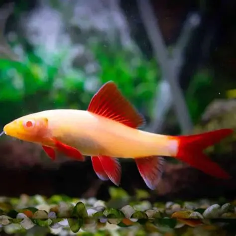 Albino Rainbow Shark aquarium fish