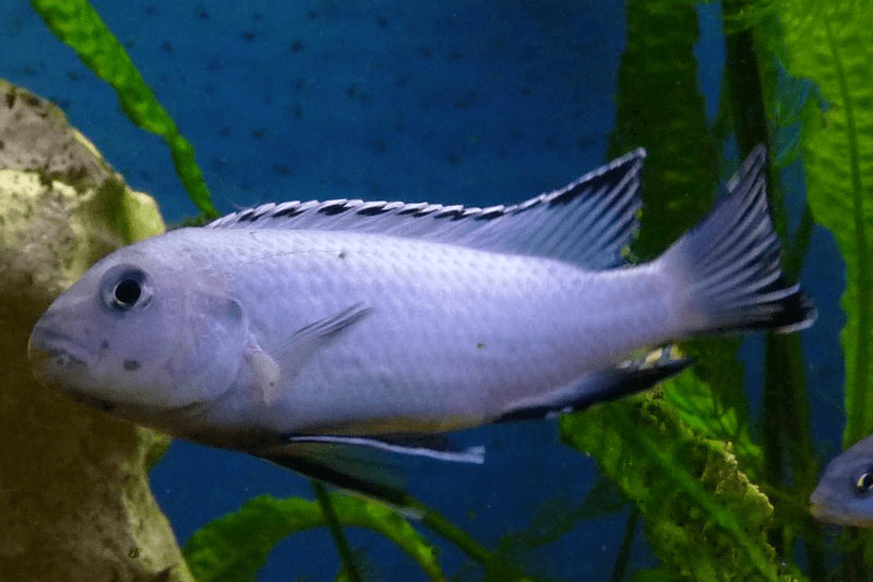 Albino Socolofi Cichlid aquarium fish