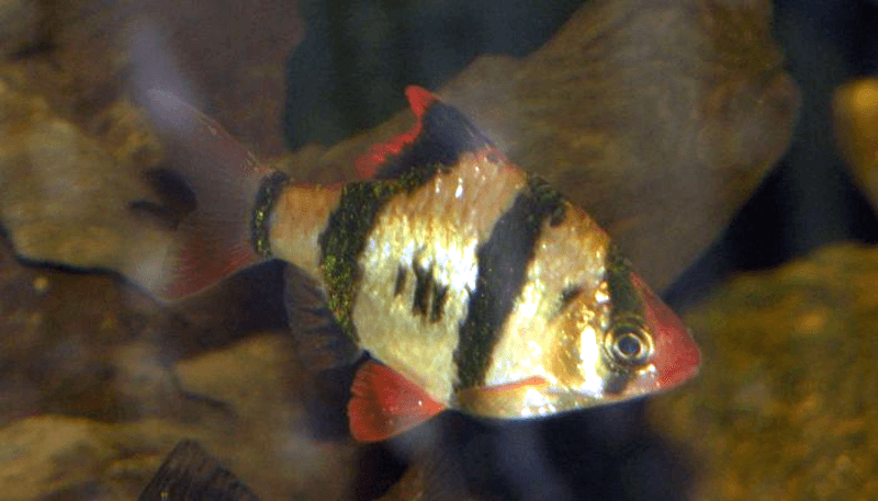 Albino Tiger Barb aquarium fish
