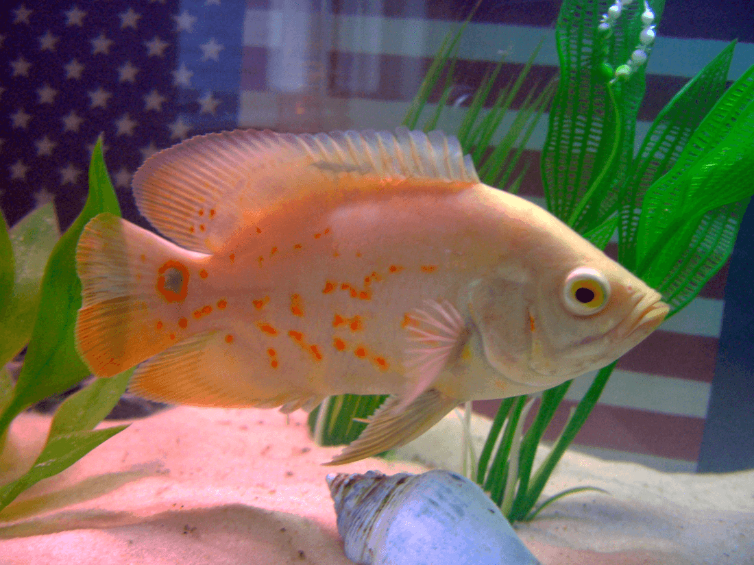 Albino Tiger Oscar Cichlid aquarium fish