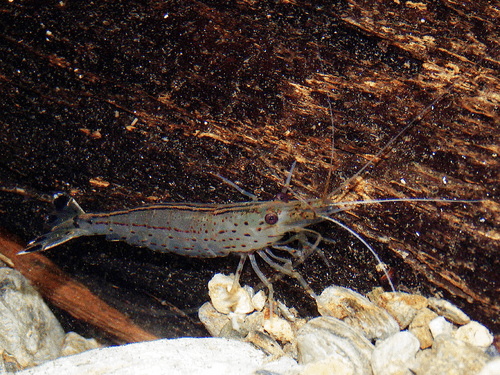 Amano Shrimp aquarium fish