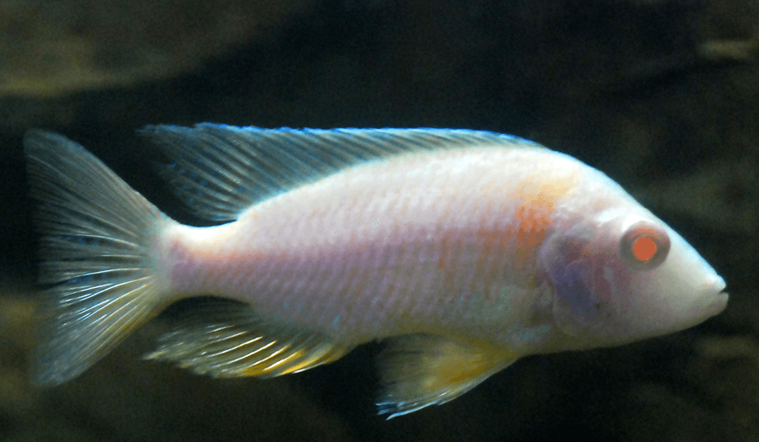 Apache Peacock Cichlid aquarium fish