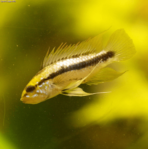 Apistogramma aquarium fish