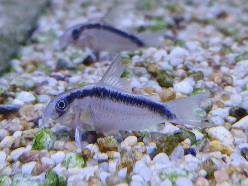 Arcuatus/Skunk Cory Catfish aquarium fish