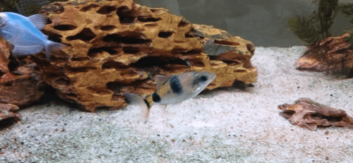 Arulius Barb aquarium fish