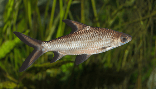 Bala Shark aquarium fish