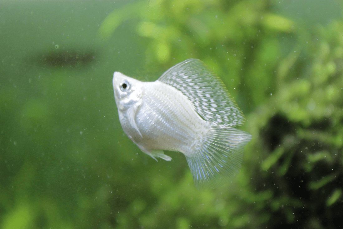 Balloon Molly aquarium fish