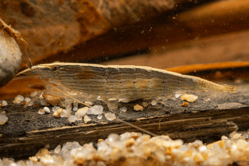 Bamboo Shrimp aquarium fish