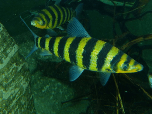 Banded Leporinus aquarium fish