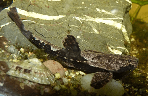 Banjo Catfish aquarium fish