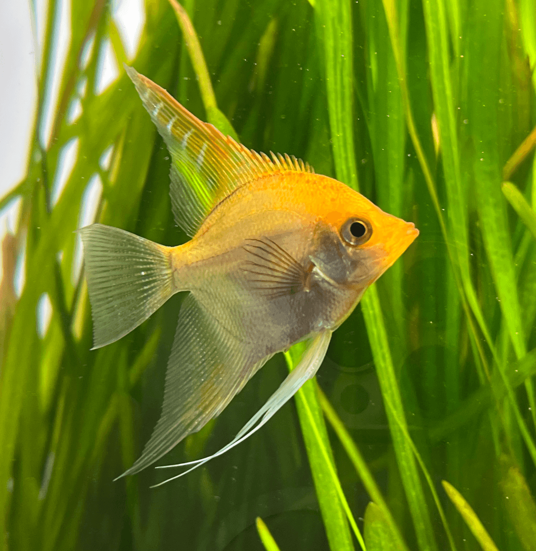 Black Angelfish aquarium fish
