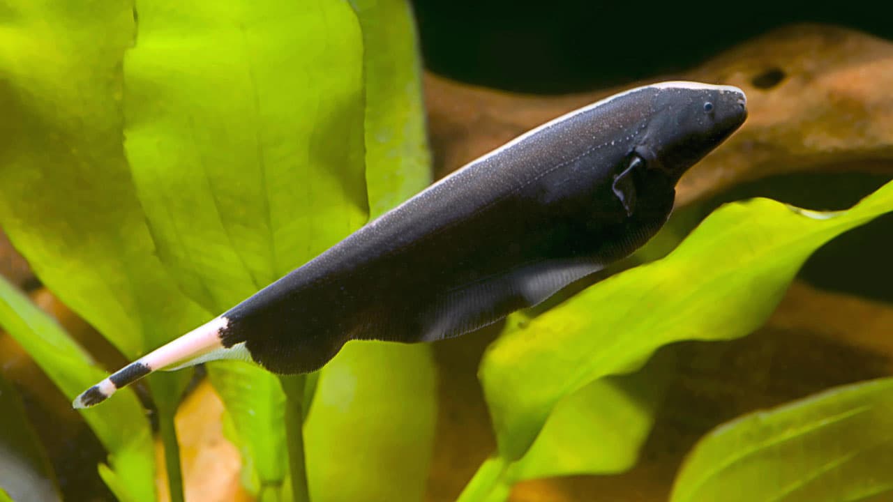 Black Ghost Knifefish aquarium fish