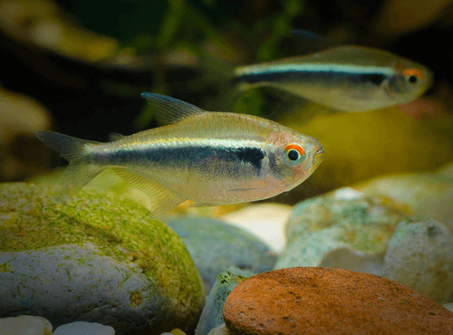 Black Neon Tetra aquarium fish