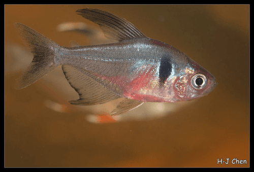 Black Phantom Tetra aquarium fish