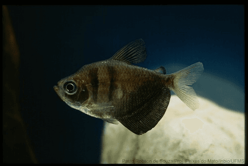 Black Skirt Tetra aquarium fish