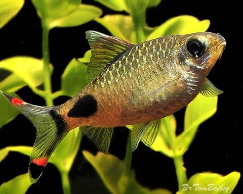 Black Spot Barb aquarium fish