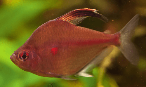 Bleeding Heart Tetra aquarium fish
