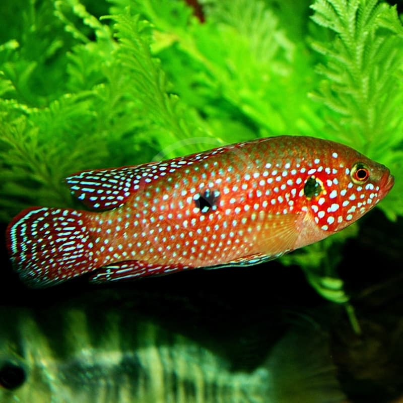 Blood Jewel Cichlid aquarium fish