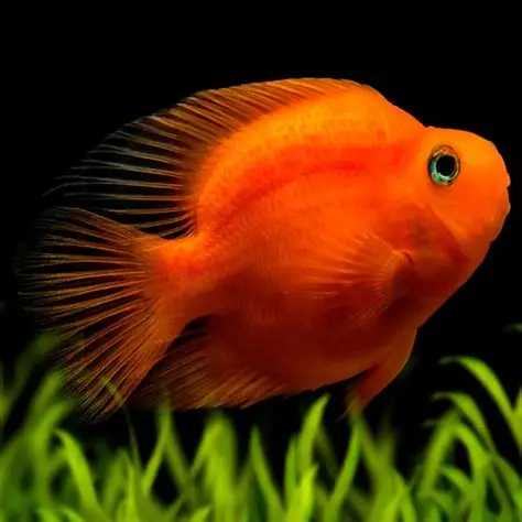 Blood Parrot Cichlid aquarium fish