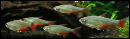 Bloodfin Tetra aquarium fish
