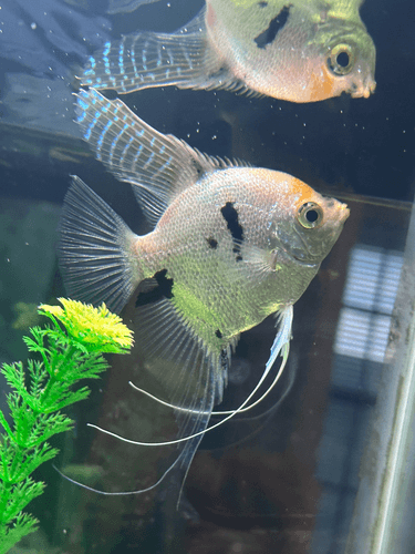 Blue Blushing Angelfish aquarium fish