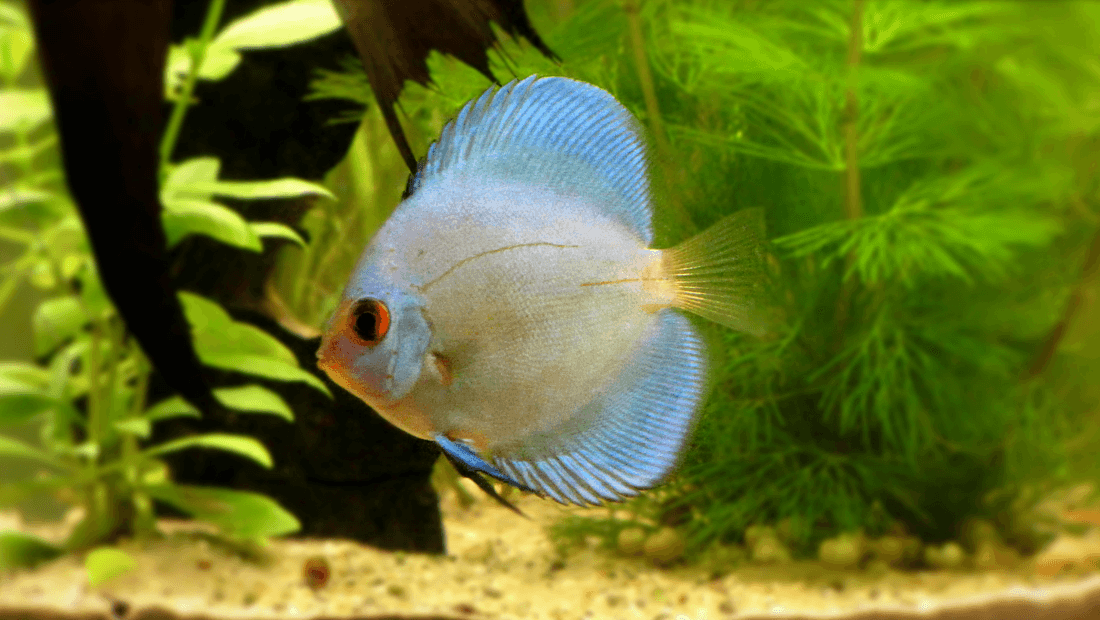 Blue Diamond Discus aquarium fish