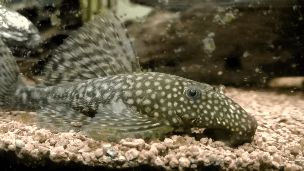 Blue Eye Ancistrus Catfish aquarium fish