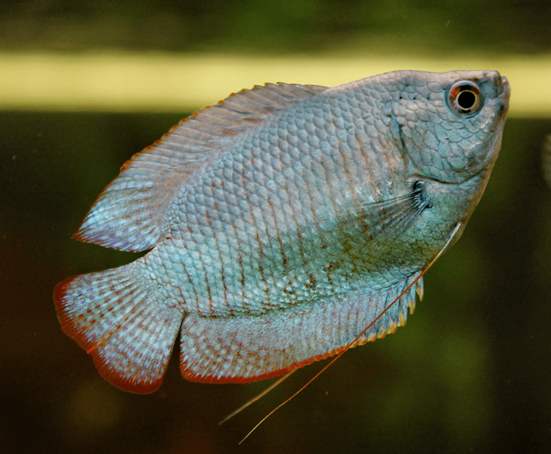 Blue Flame Dwarf Gourami aquarium fish