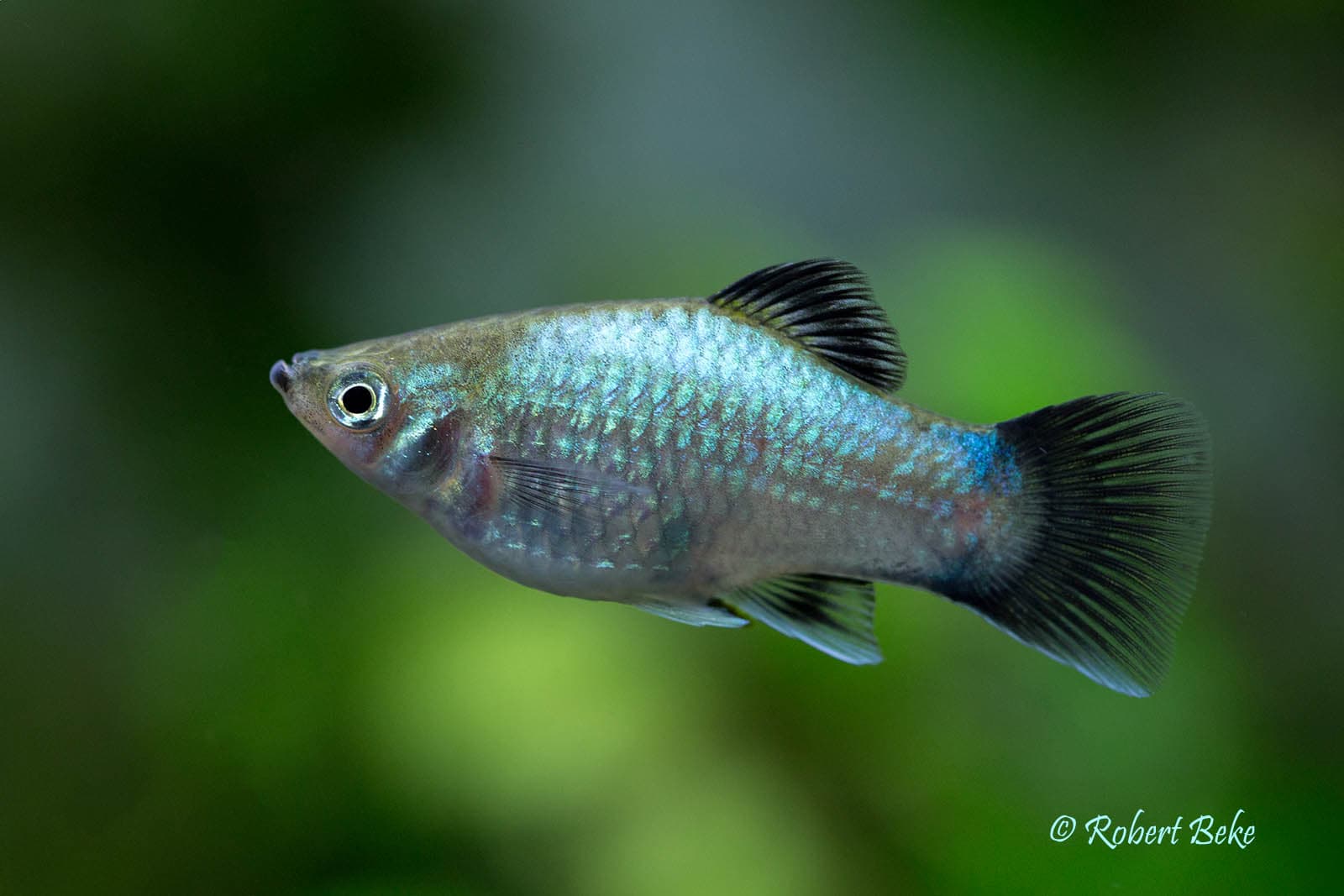 Blue Hi Fin Platy aquarium fish