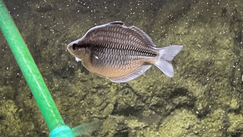 Blue Kamaka Rainbowfish aquarium fish