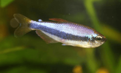 Blue Kerri/Emperor Tetra aquarium fish