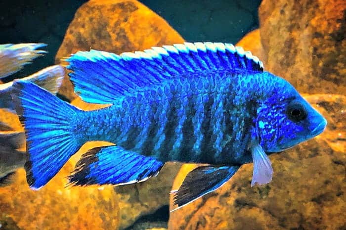 Blue Peacock aquarium fish