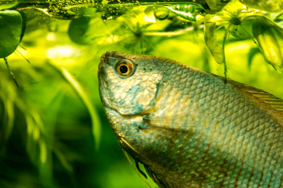 Blue Platy aquarium fish