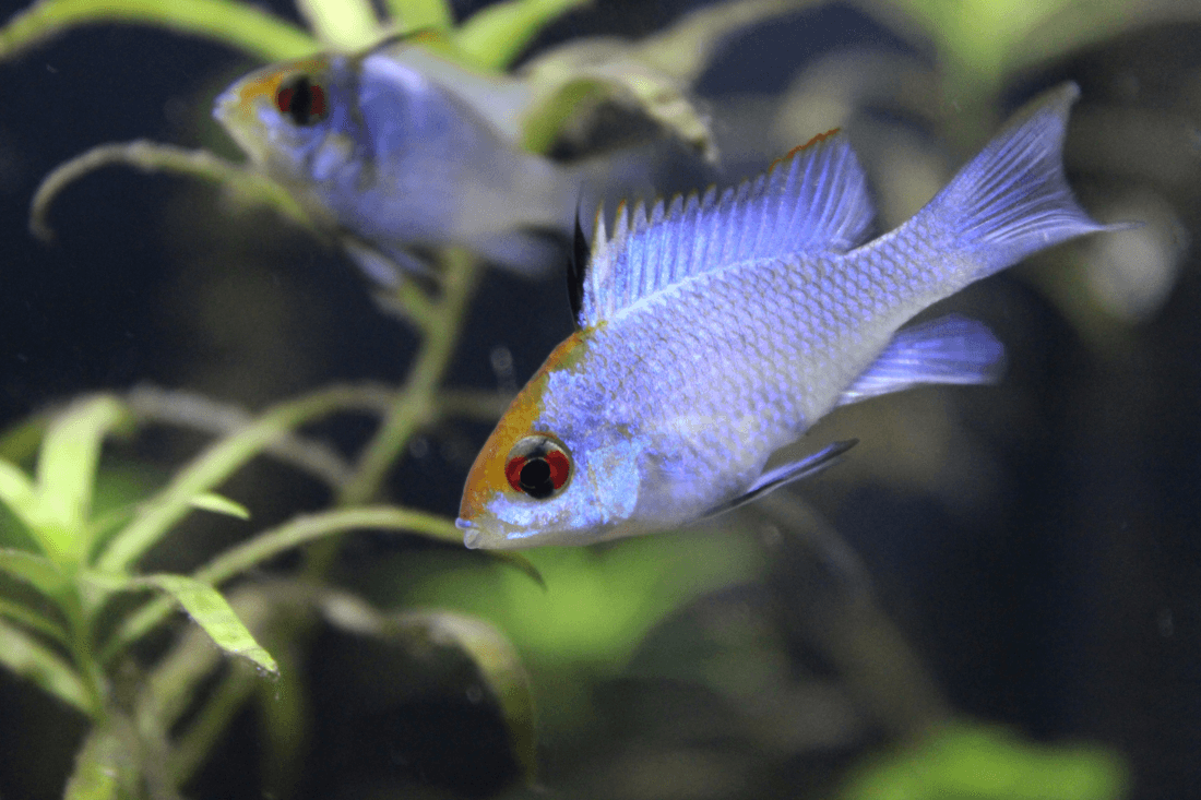 Blue Ram Cichlid aquarium fish