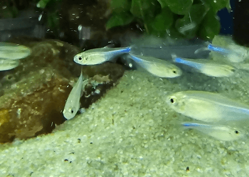 Blue Tetra aquarium fish