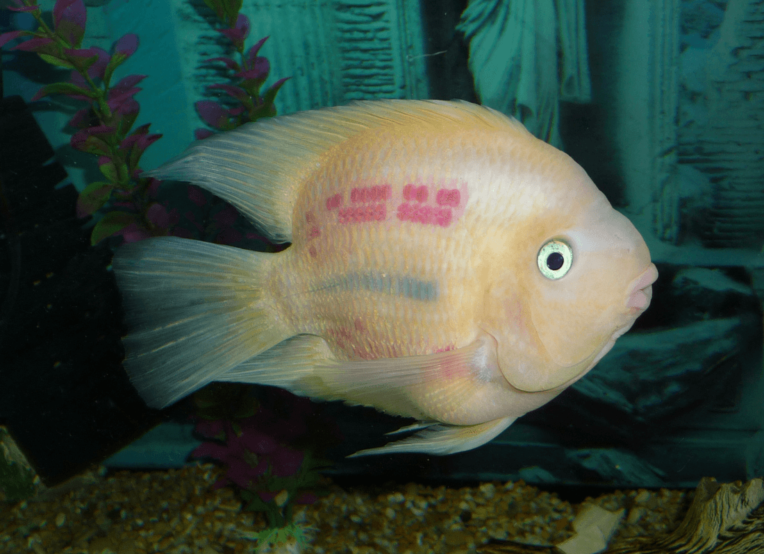 Blue Tiger Parrot Cichlid aquarium fish