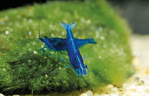 Blue Velvet Shrimp aquarium fish