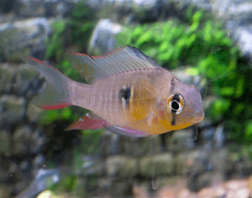 Bolivian Ram aquarium fish