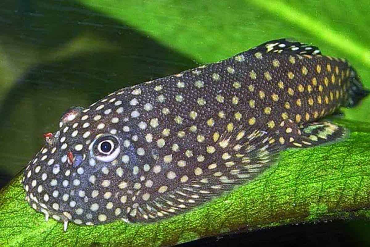 Borneo Loach aquarium fish
