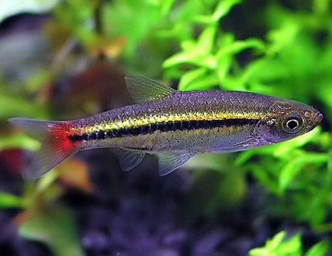 Brilliant Rasbora aquarium fish