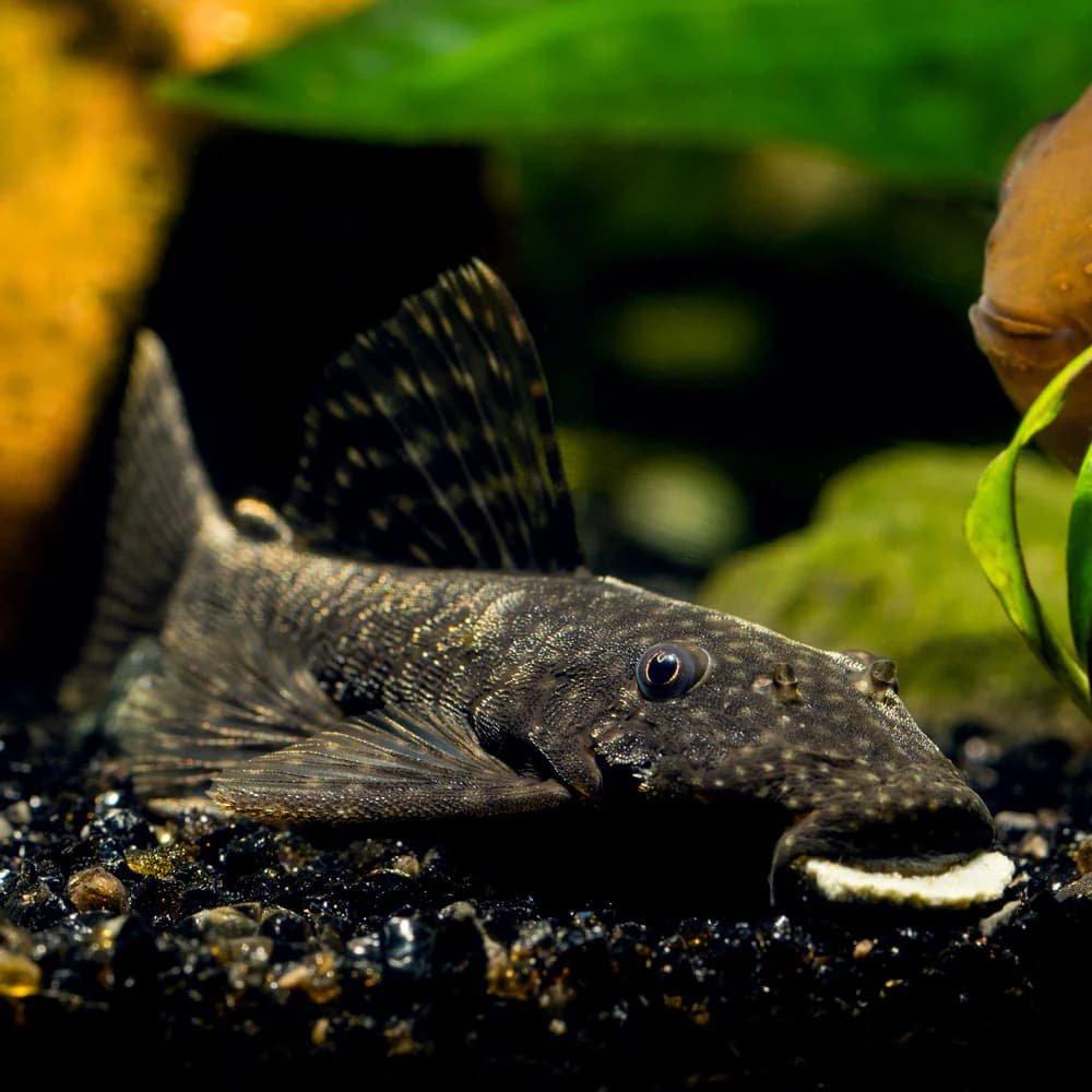 Bristlenose Pleco aquarium fish