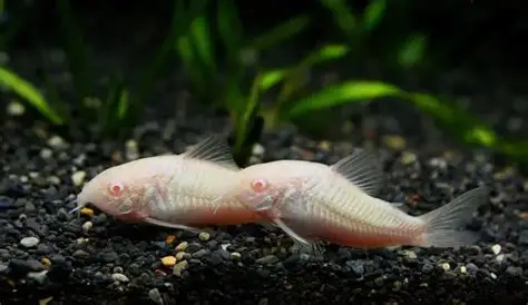 Bronze/Albino Corydoras aquarium fish